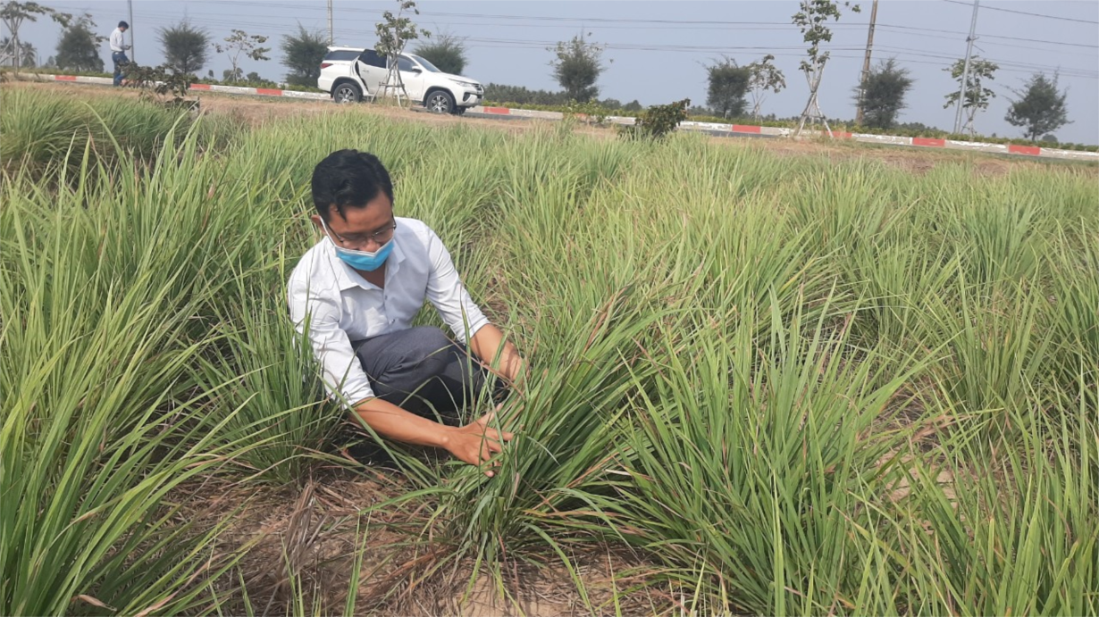 Tiền Giang: Cây sả 